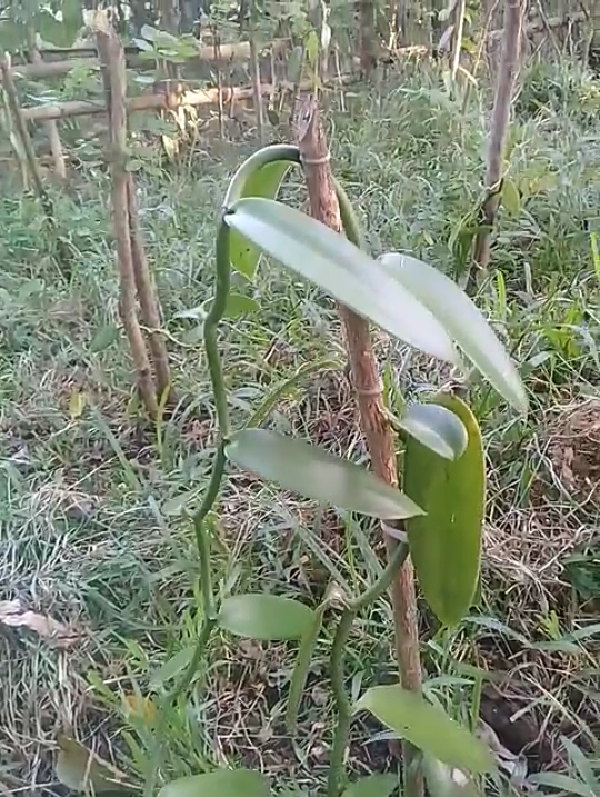 Petani vanili Cara menanam vanili agar cepat berbuah dan
