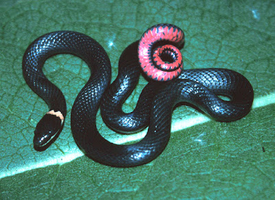 serpiente negra de anillo Diadophis punctatus