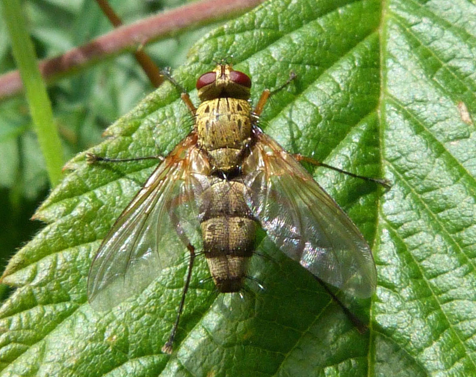 Insects of Scotland: Tachinids