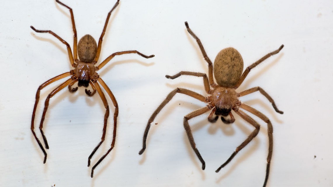 Spiders facts, information & habitat, How dangerous is a Spider?