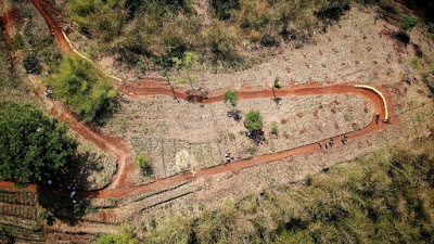 Bukit Mbah Celeng Ditanami  Ratusan Pohon  Jenis Matoa,Mangga & Ketapang Kencana 