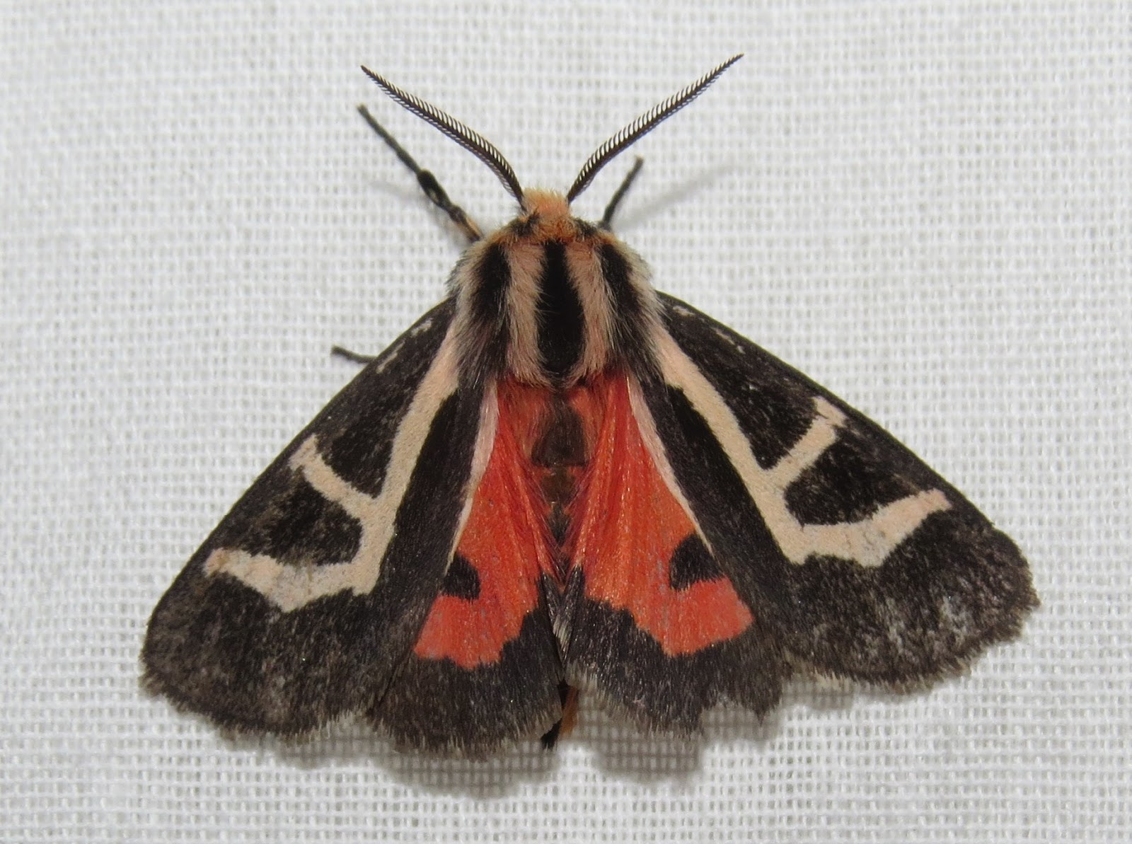 Most Common Moth In Colorado