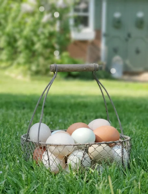 Basket of eggs in the grass