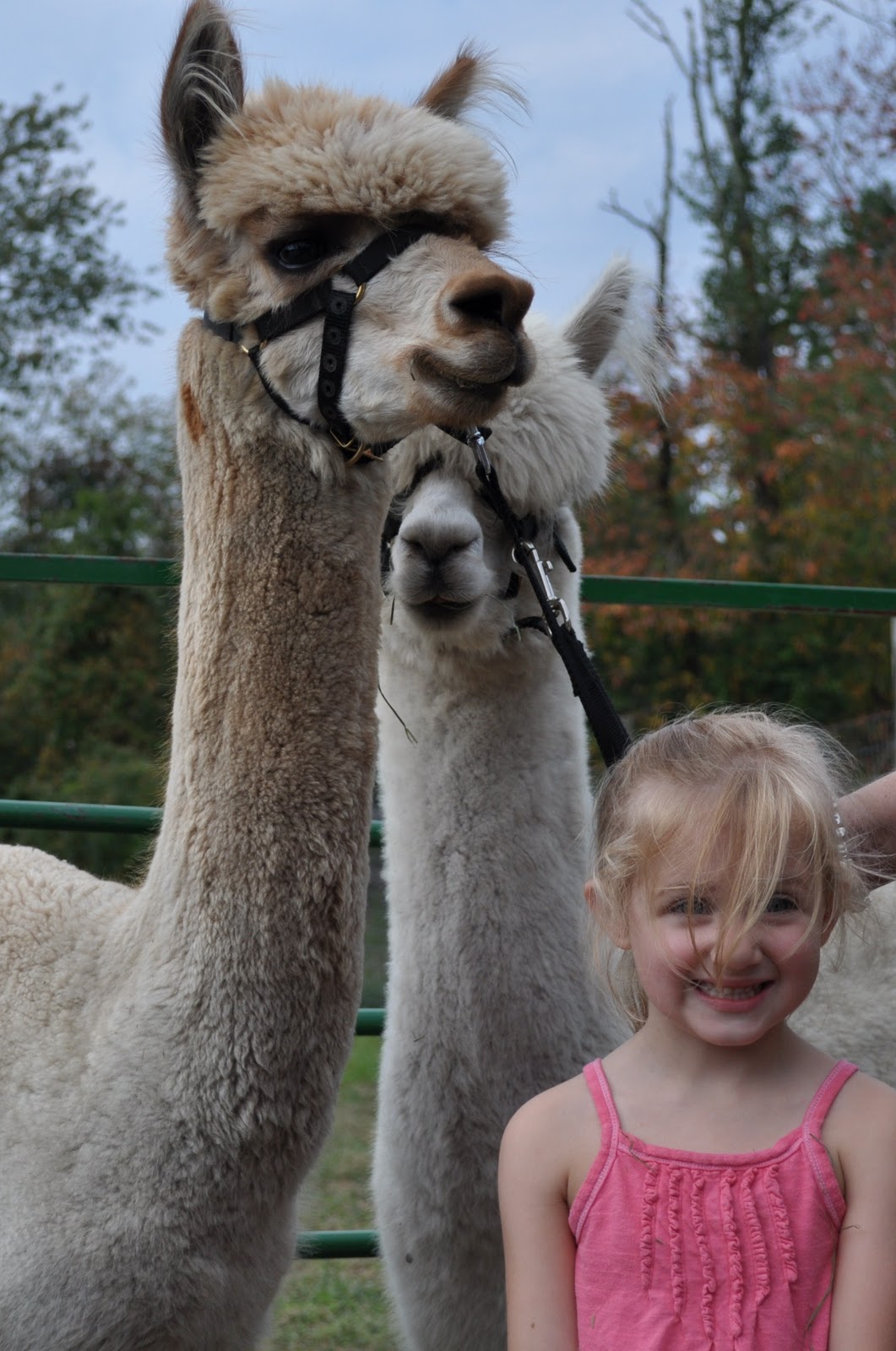 Lavender Hill Farm Alpacas National Alpaca Farm Days September 2526 2010