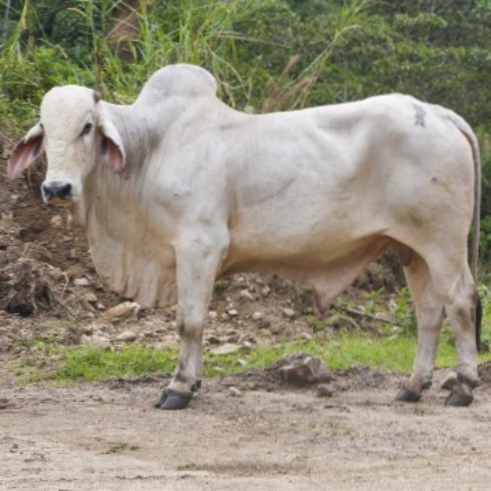 Jual Sapi Jantan Murah Situs Jual Beli Hewan Peliharaan Online