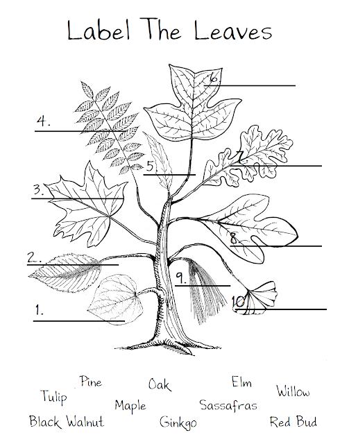 ChickeeMaMa Leaf Worksheet