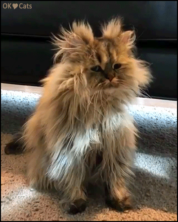 Funny Cat GIF • Fluffy Persian cat needs a good hair stylist because his hair is so so messy, haha! Funny Cat GIF • Fluffy Persian cat needs a good hair stylist because his hair is so so messy, haha!
