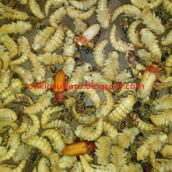 Cara Beternak Ulat Hongkong Yang Benar Agar Cepat Panen On Kicau