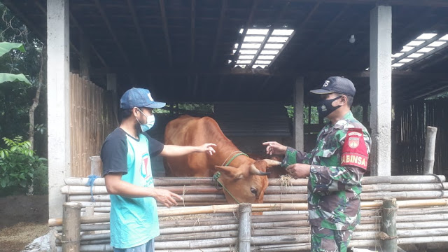 Cara Babinsa Desa Brojol  Komsos Dengan Peternak Sapi