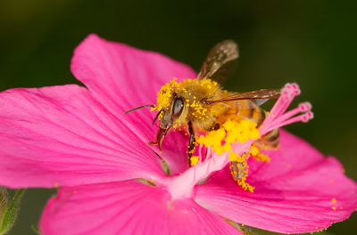 How to Make a DIY Ring Flash