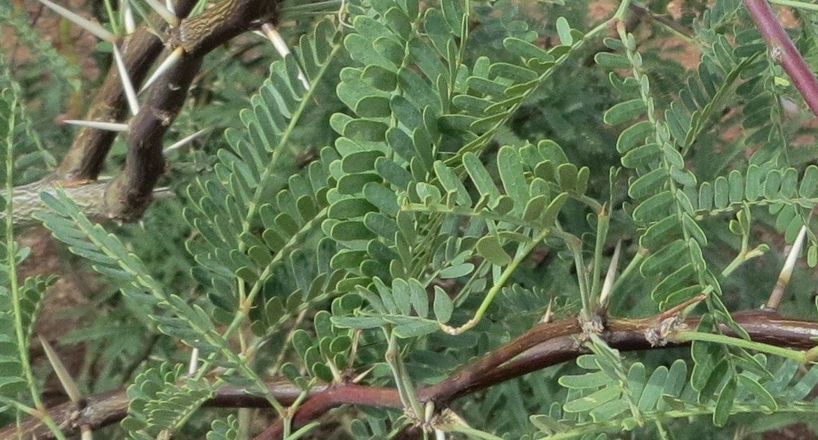 Mesquite Thorns