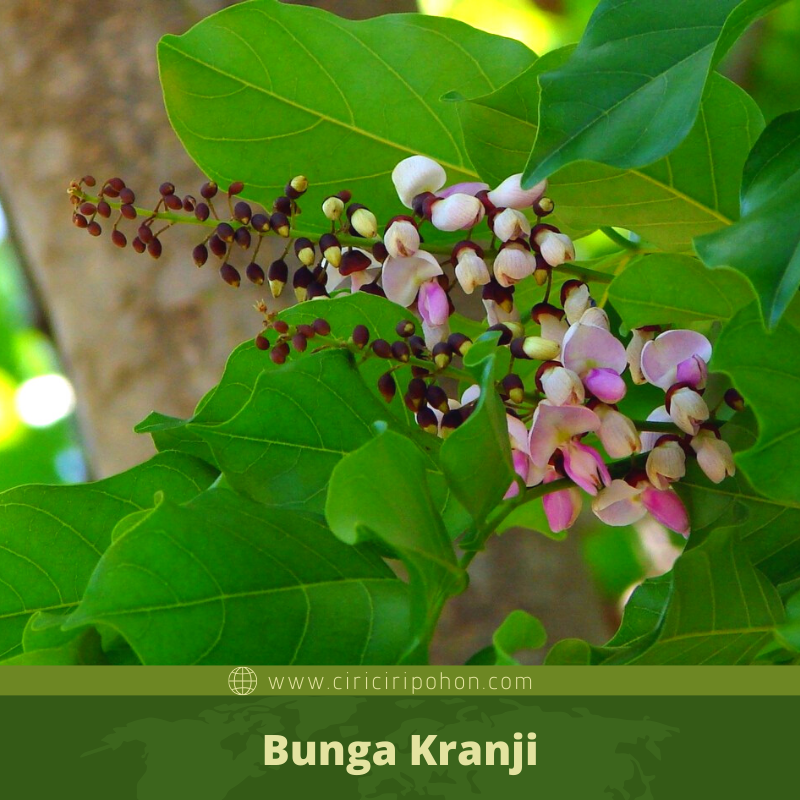 Ciri Ciri Pohon Kranji (Millettia pinnata) Di Alam Liar