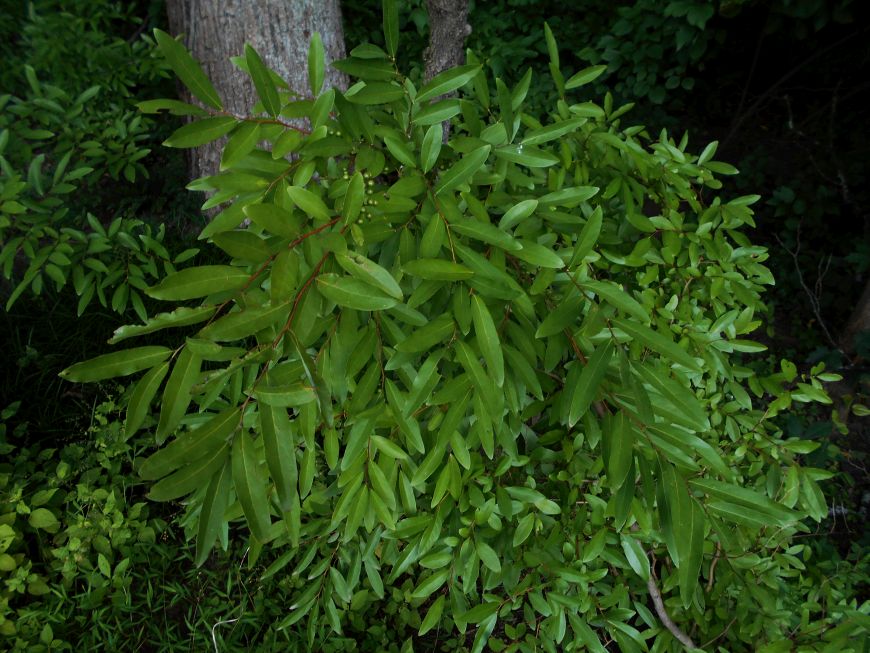 Линдера бензойная. Линдера растение. Линдера сырье. Lindera glauca. Линдера сырье.