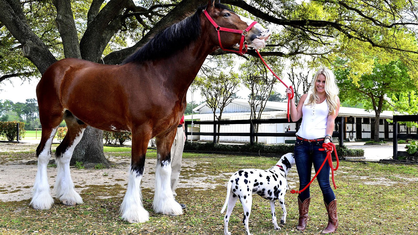 Budweiser Clydesdales Budweiser Horses Horse Choices