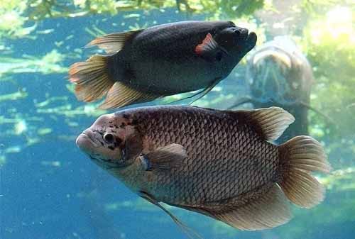 Mimpi Melihat Ikan Gurame Besar Dan Banyak Artinya Akan Mengemban Tugas Besar Primbon88