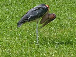 stork marabou very largest bird flying things beauty examples