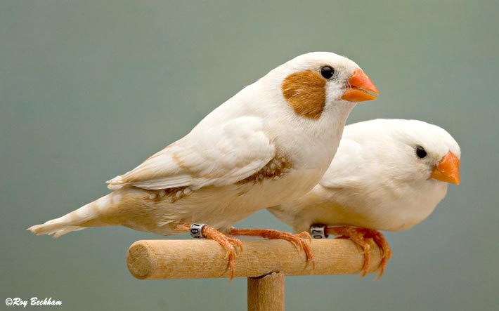 Zebra finches