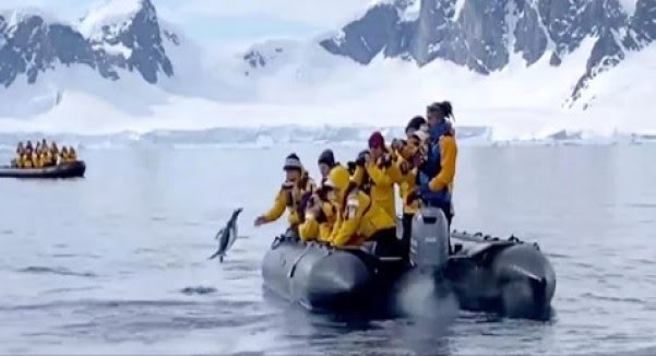Penguin escapes a hungry seal and hitches a ride home on a tour boat