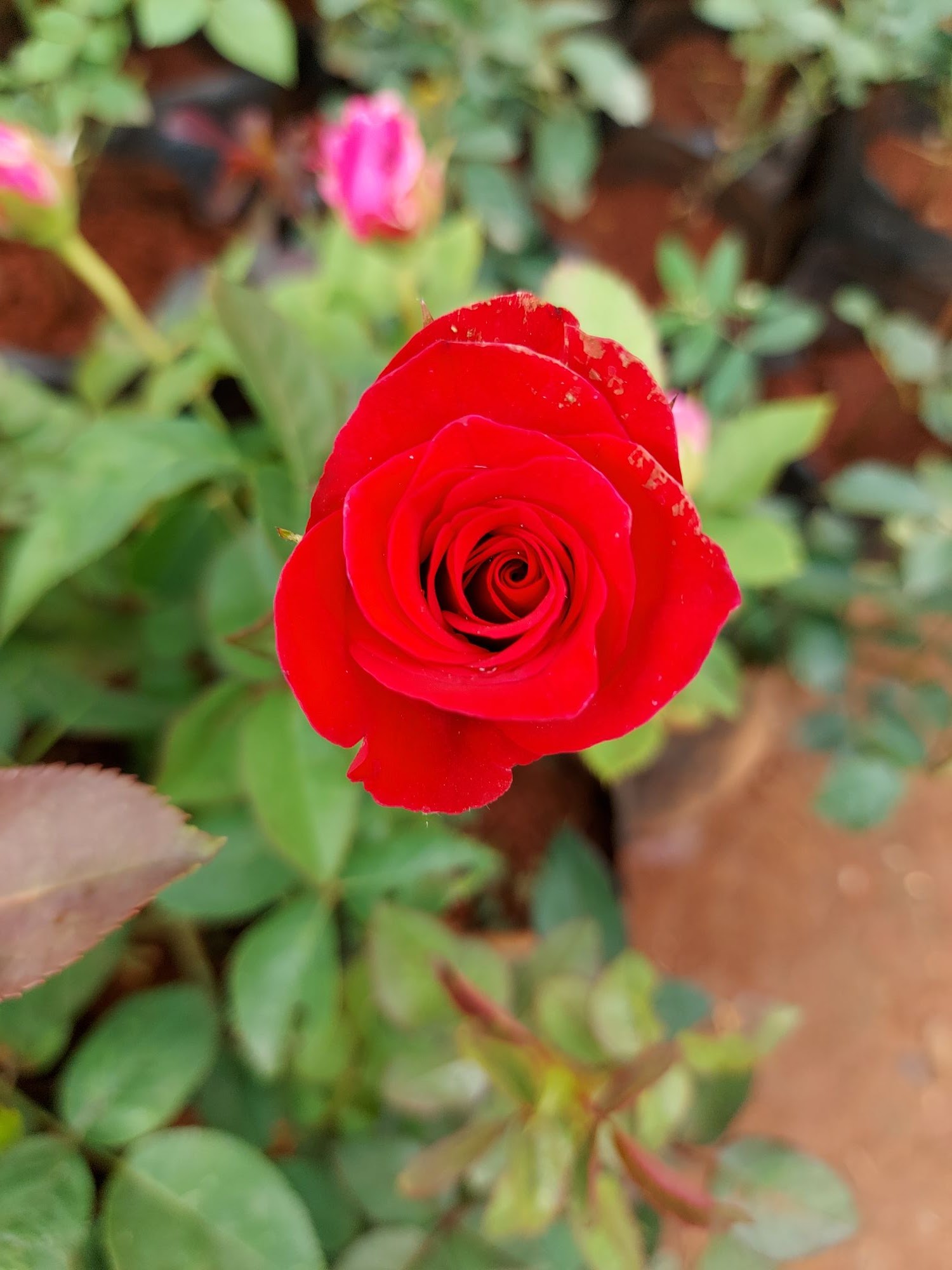 How to get more roses from rose plant Gardening basics