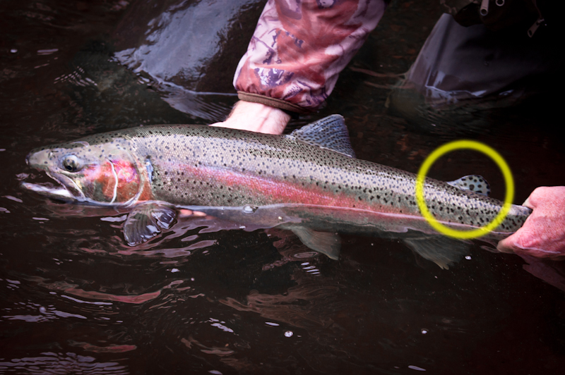Steelhead Identified by the adipose fin