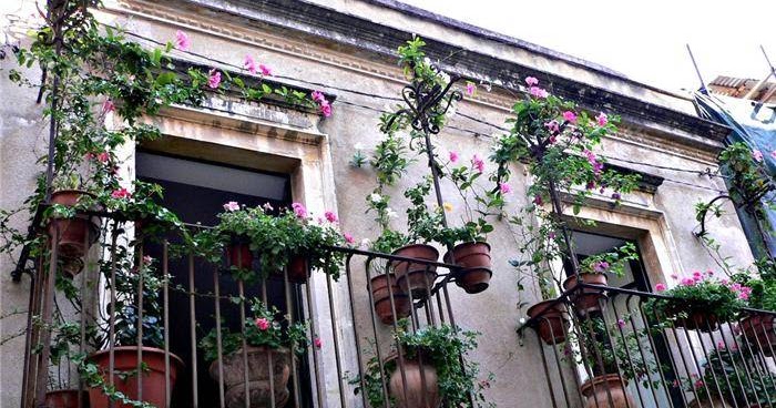 Central Rumah Properti: Jenis - Jenis Tanaman Untuk Balkon