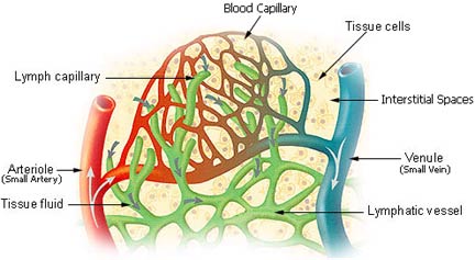 Horse Life and Love: All About. The Lymphatic System!