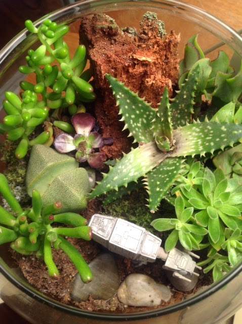 terrarium in a lantern