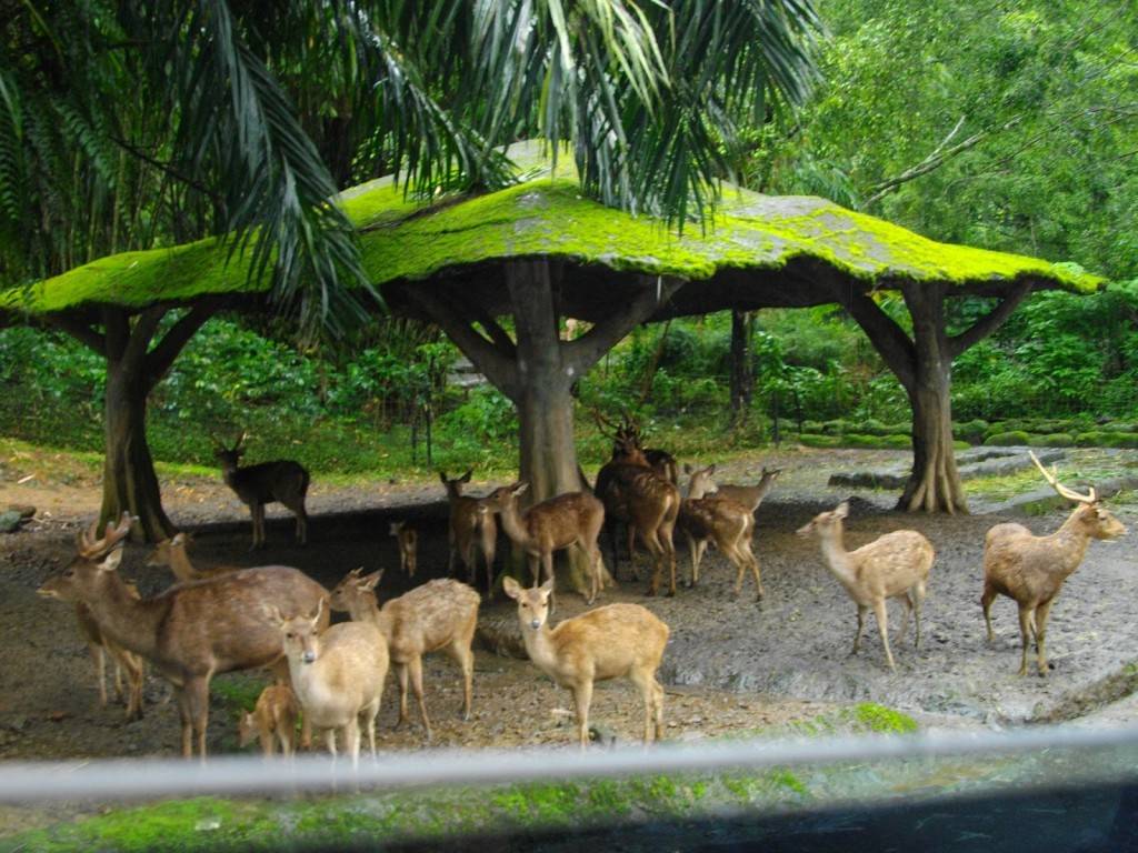 Tempat Wisata di Bogor Nuansa Alam di Taman Safari