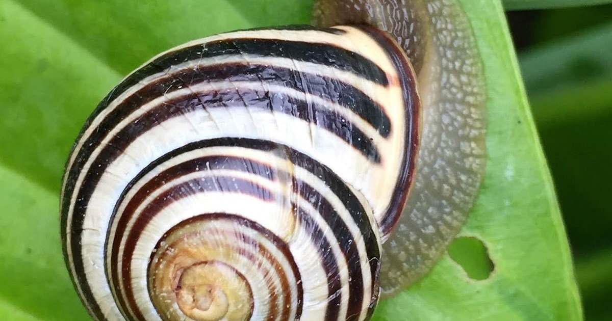 Health Benefits of Vegetables & NonVegetables Benefits of Snail