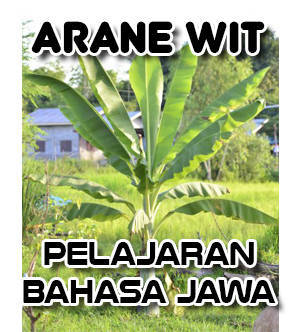 Arane Wit Witan Nama Pohon Pelajaran Bahasa Jawa Sinichinet