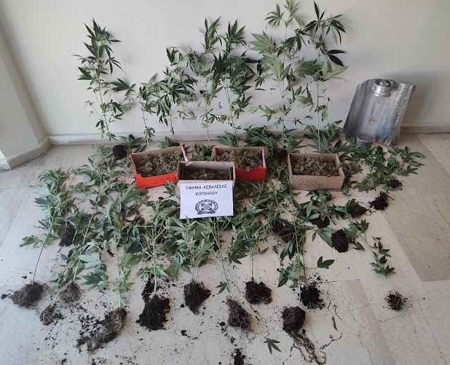 Συνελήφθη 52χρονος στην Κόρινθο που καλλιεργούσε 31 δενδρύλλια κάνναβης