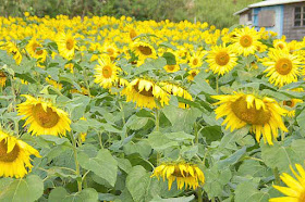 field, old home, sunflowers