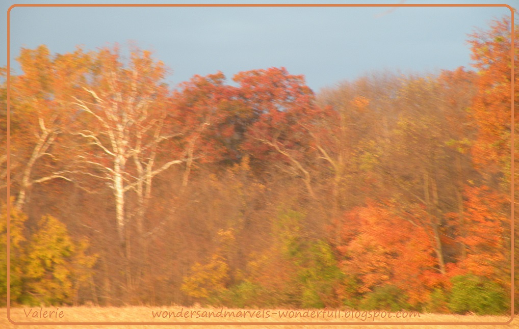 wonderFULL Visit to the Pumpkin Farm