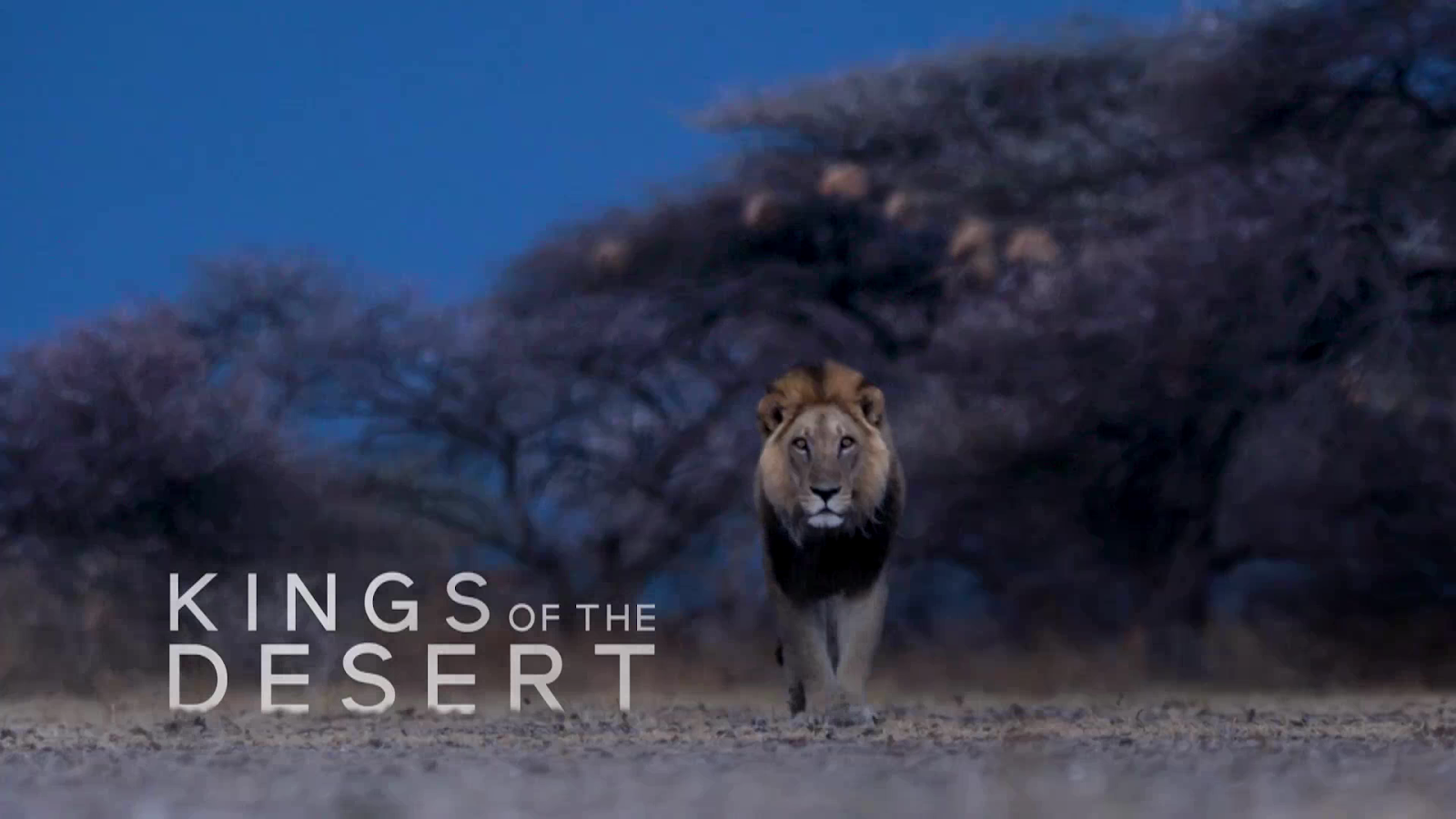 Asadal Kings of the Desert (2017)