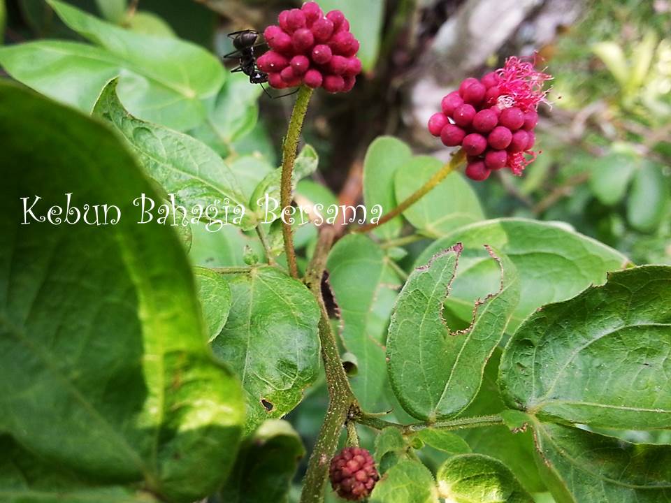 Kebun Bahagia Bersama Red Powder Puff (Calliandra haematocephala)