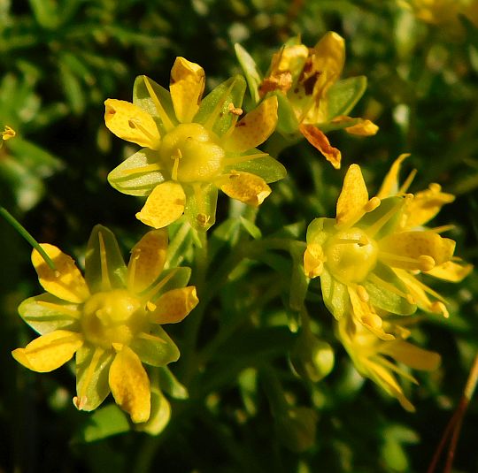 Skalnica nakrapiana (Saxifraga aizoides).