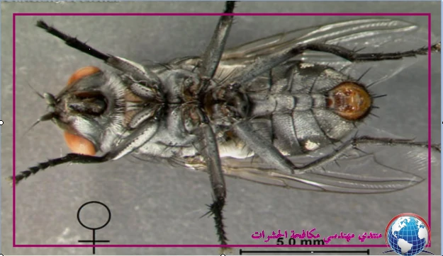 ذبابه ‏اللحم