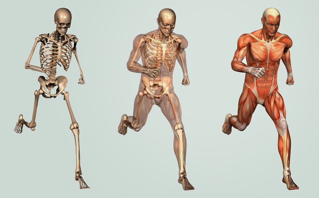 Ahealth Human Anatomy Course for Hijama Therapists by ICAHT