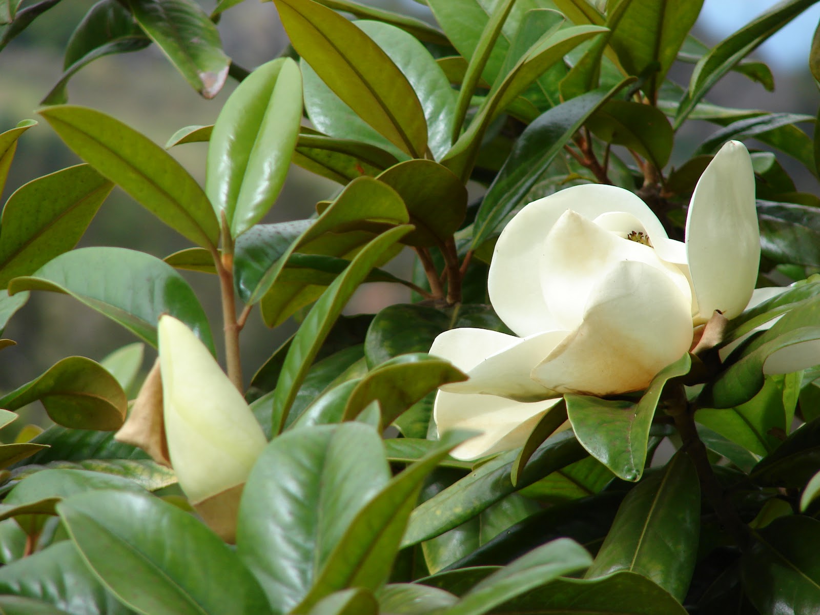 ARTE Y JARDINERÍA : MAGNOLIO. Magnolia grandiflora