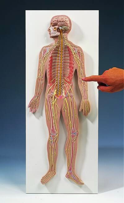 Como Hacer Maquetas Maqueta Del Sistema Nervioso Aqui Esta