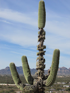 Damaged Saguaro Cactus Photo