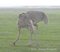 Common ostrich female, Tanzania - Daniel St-Laurent, Jan. 2018