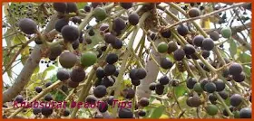 Charoli Nutrition Value