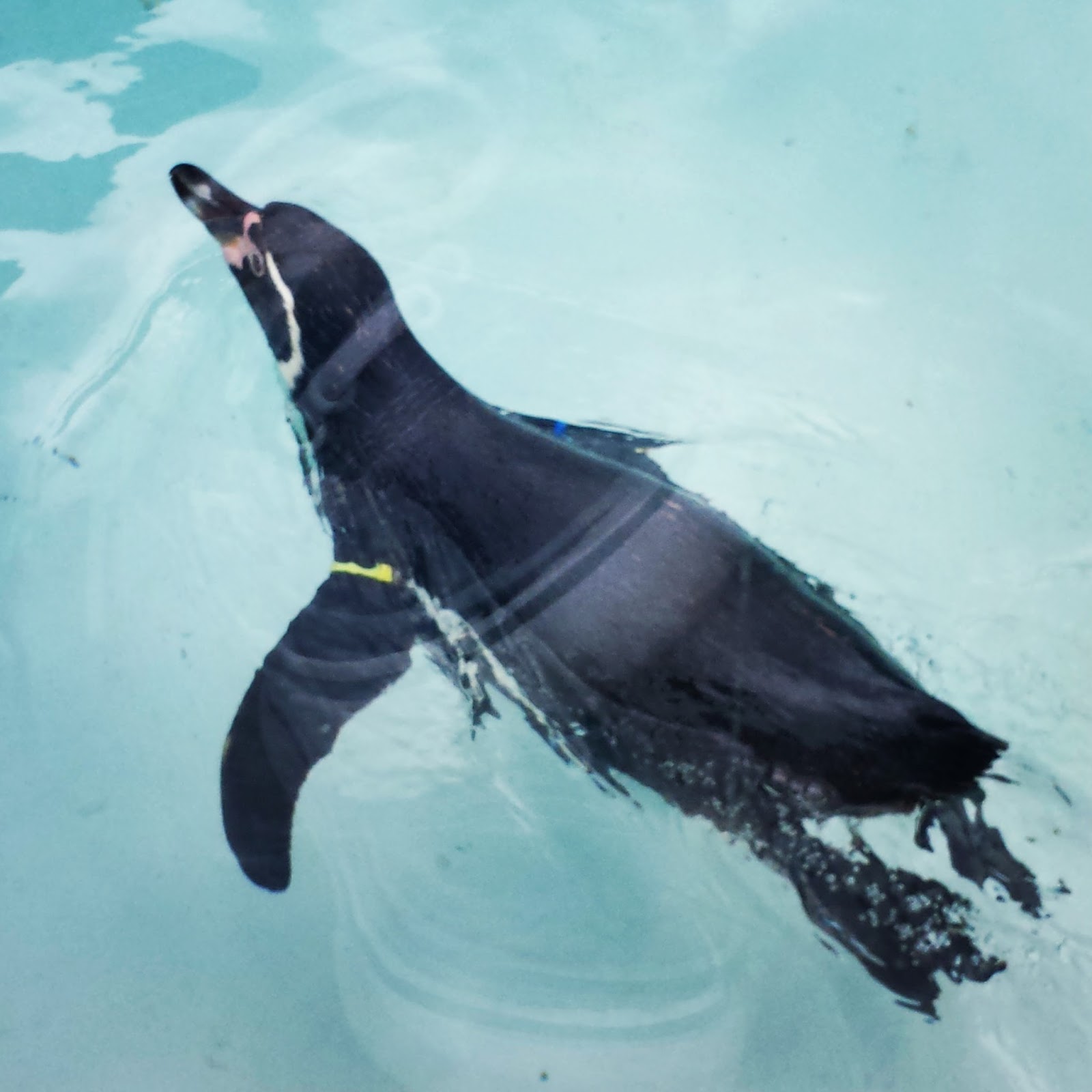 Oceanarium bournemouth vouchers holdingspikol