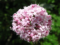 VALERIANA VALERIANA