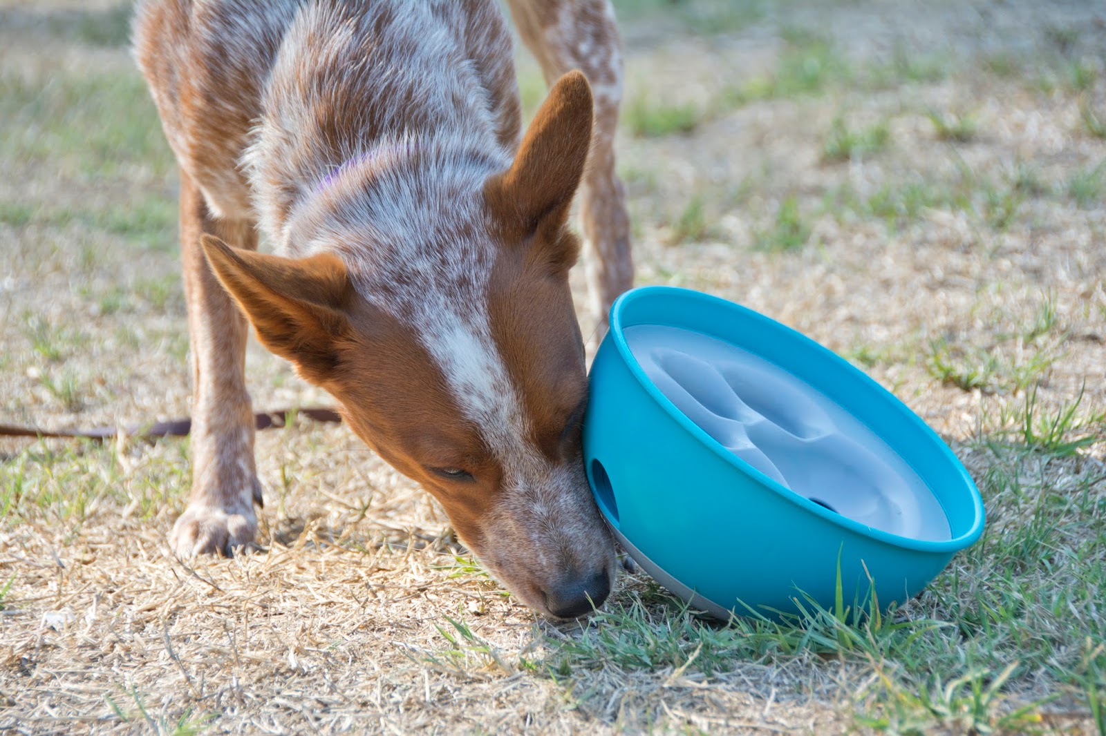 PAW5 Rock N' Bowl Puzzle Feeder Slow Feeding Dog Bowl
