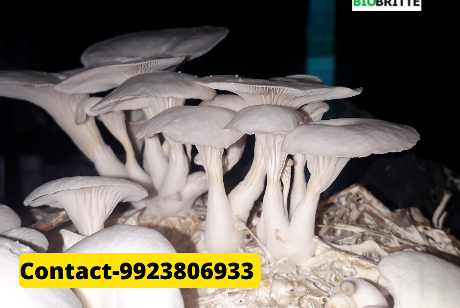 How many varieties of mushrooms are cultivated in India? | Organic