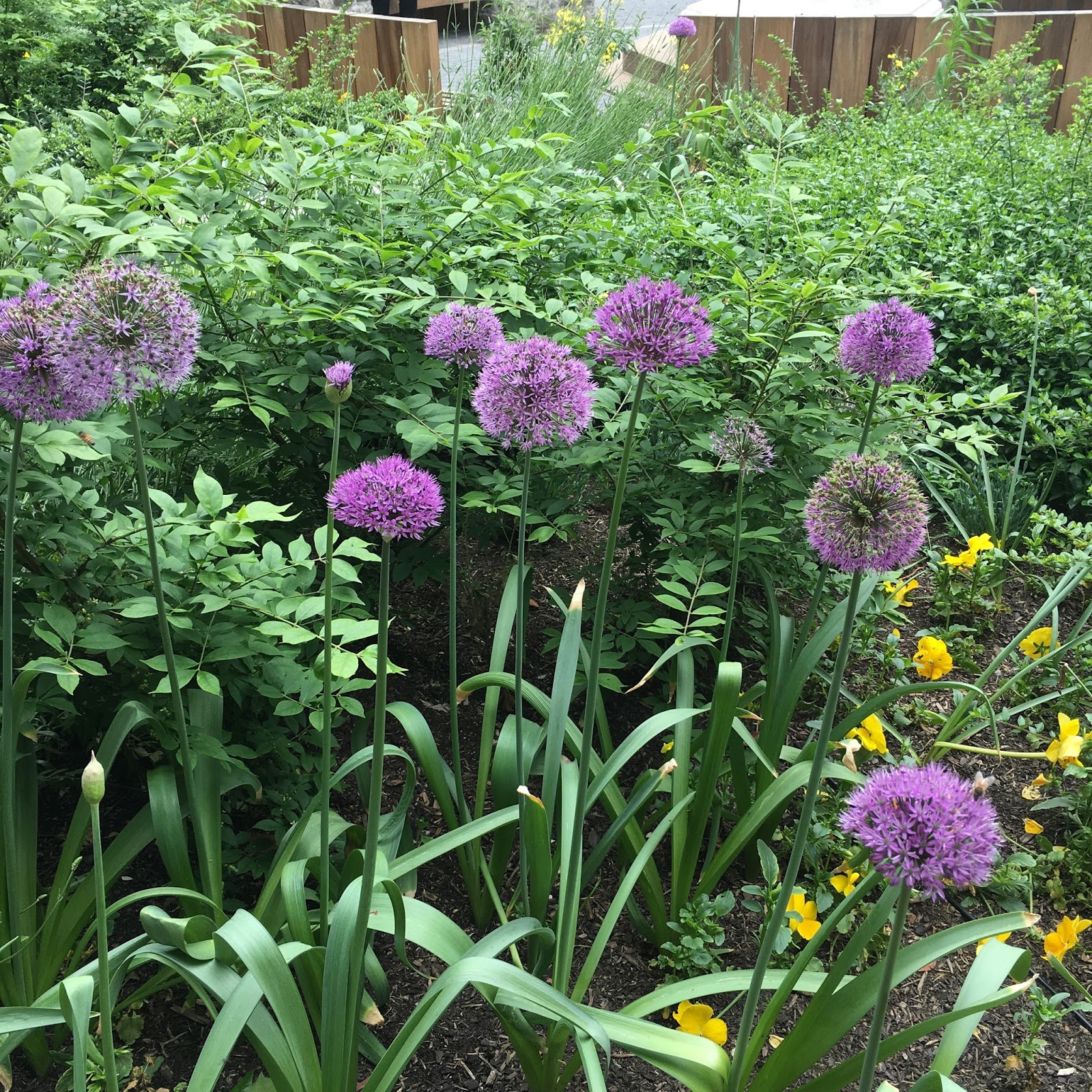 Butterflies Of Singapore Favourite Nectaring Plants 14