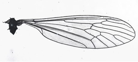 Крылья мухи схема