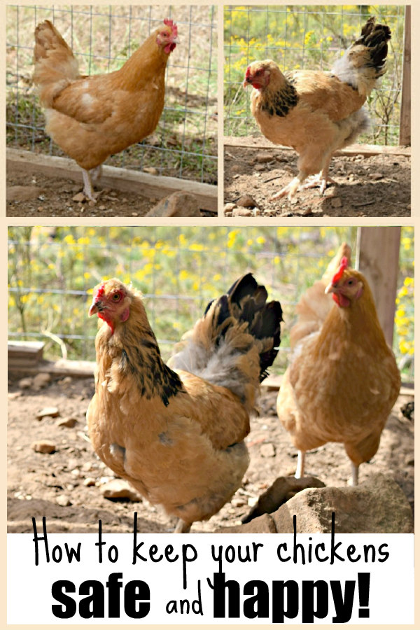 How to Keep Your Chickens Happy When You Can't Let Them Free Range